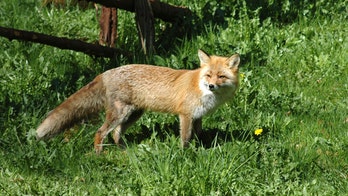 Health officials: New strain of rabies found in New Mexico