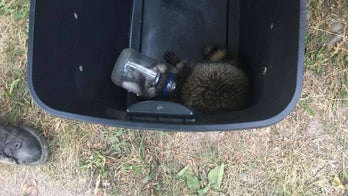 New York firefighters free raccoon with head stuck in mayo jar