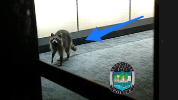 Raccoon caught breaking into Tennessee cell phone store