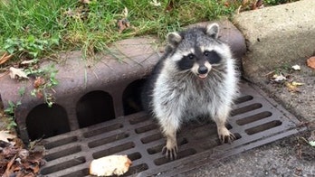 Cops help rescue obese raccoon from sewer grate