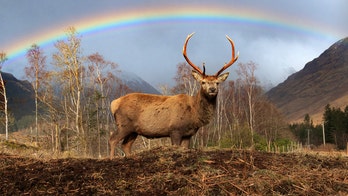 Hiker captures incredible photos of stags against perfect rainbow