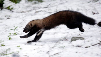 Rare weasel-like mammal makes a comeback in Washington state