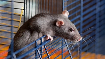 Rare virus traced to teen's pet rats
