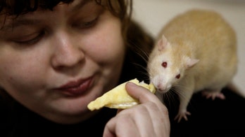 Rats get excited, 'giggle' when tickled