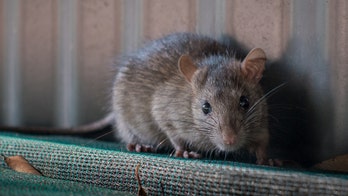 Brooklyn rat carrying avocado on subway tracks caught on video