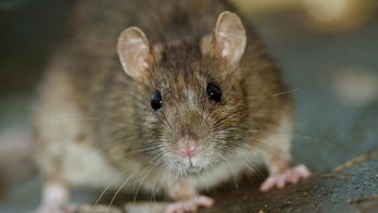 Rat chews through cable at ballet performance, plunges it into darkness