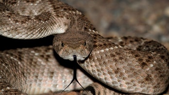 Teen dies after being bit by snake in menstruation hut, reports claim