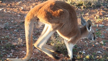 Extra leg? Kangaroos walk with a little help from their tails