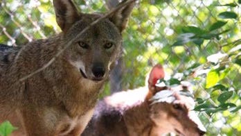 Feds mull whether to remove red wolf from endangered species list