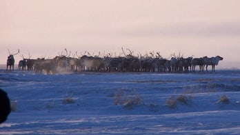 Eskimo village aims to serve up reindeer meat far and wide