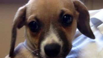 Bring a four-legged friend home