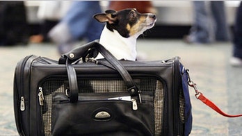 Delta introduces premium pet tracker service