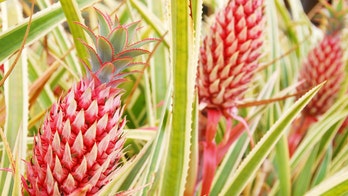 FDA approves pink, genetically engineered pineapple from Del Monte