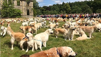 Hundreds of golden retrievers gather in Scotland for breed's 150th anniversary