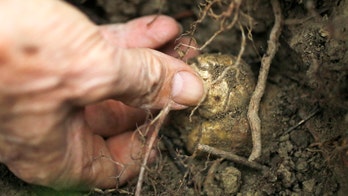 New York City's top restaurants facing white truffle shortage