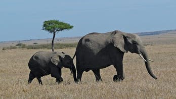 Celebrate Mother's Day with the cutest animal moms