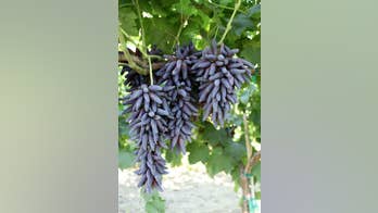 Witch Fingers: They're creepy and delicious