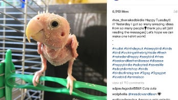 'Naked' bird with rare illness captures hearts