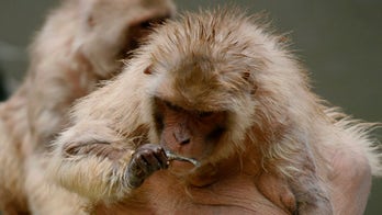 Math wiz monkeys providing researchers with insights into human brain activity