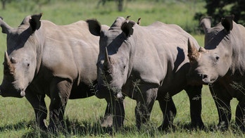 South Africa ready to greenlight plans to expand rhino horn trade