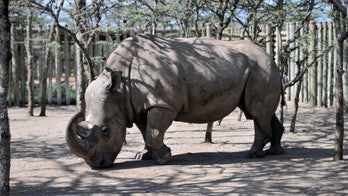 World's last male northern white rhino gets help from Tinder