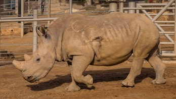 Zoo finds cause of rhino's trouble: a bullet