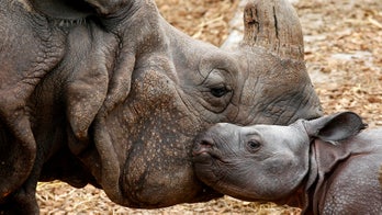 Buffalo Zoo's new Indian rhino calf conceived from now-dead Cincinnati rhino's sperm