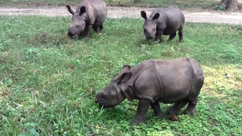Researchers in Nepal confirm first case of TB in a rhino
