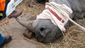 Fueled by demand from Asia, rhino poaching hits record across Africa