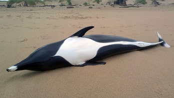 Rare whale dolphin mysteriously washes ashore