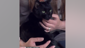 Dog finds Michigan family's missing cat under house fire rubble