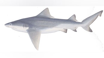 Scientists go in search of elusive river shark