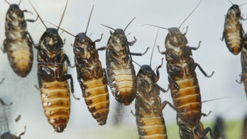 I 'roach' you this valentine: Bronx Zoo offers creepy gift