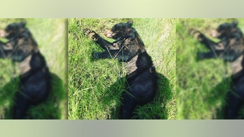 Bear in Georgia hit, killed by car marks eighth this year, wildlife officials say