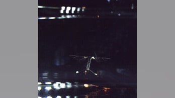 Harvard engineers develop swimming 'RoboBee'