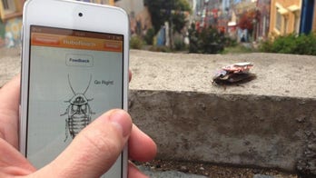 Smartphone-controlled ‘cockroach cyborg’ coming to TED conference