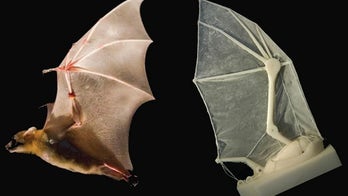 Scientists build robot bat wing