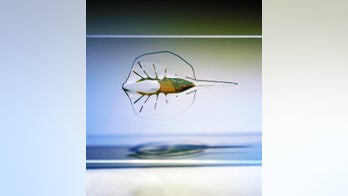 Stingray robot uses light-activated rat cells to swim