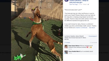 Terminally ill Arizona shelter dog has a bucket list