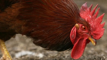 Japan orders chicken cull on third bird flu outbreak in less than a week