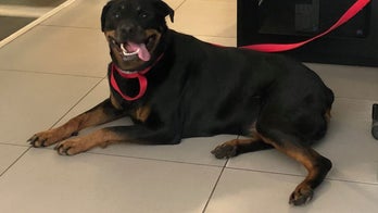 Massachusetts police release lost Rottweiler after family ‘posts bail’