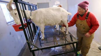Goat farmers, producers handle increased American demand for unusual dairy