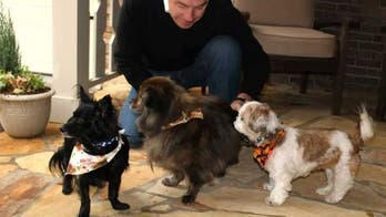 Hotel hopes guests head home with a rescue dog