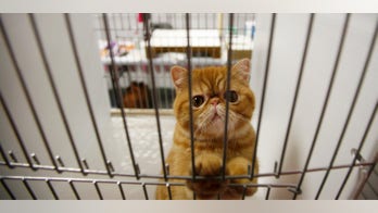 Furry furor: Dozens of cats mysteriously vanish from New Zealand city