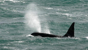 Incredible viral video shows orcas hunt down a minke whale