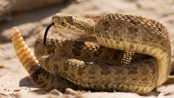 Arizona family discovers rattlesnakes in pool noodles, police say