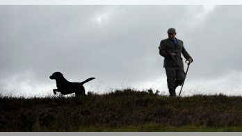 Anxiety may give dogs gray hair