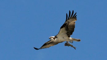 Wildlife photographer captures osprey carrying shark, carrying fish in 'one-in-a-trillion photograph'