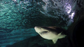 Diver swims for miles to safety as shark stalks him off Australian coast