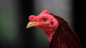 Drunk roosters captured in New Zealand